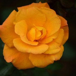 Orange Rose